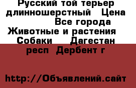 Русский той-терьер длинношерстный › Цена ­ 7 000 - Все города Животные и растения » Собаки   . Дагестан респ.,Дербент г.